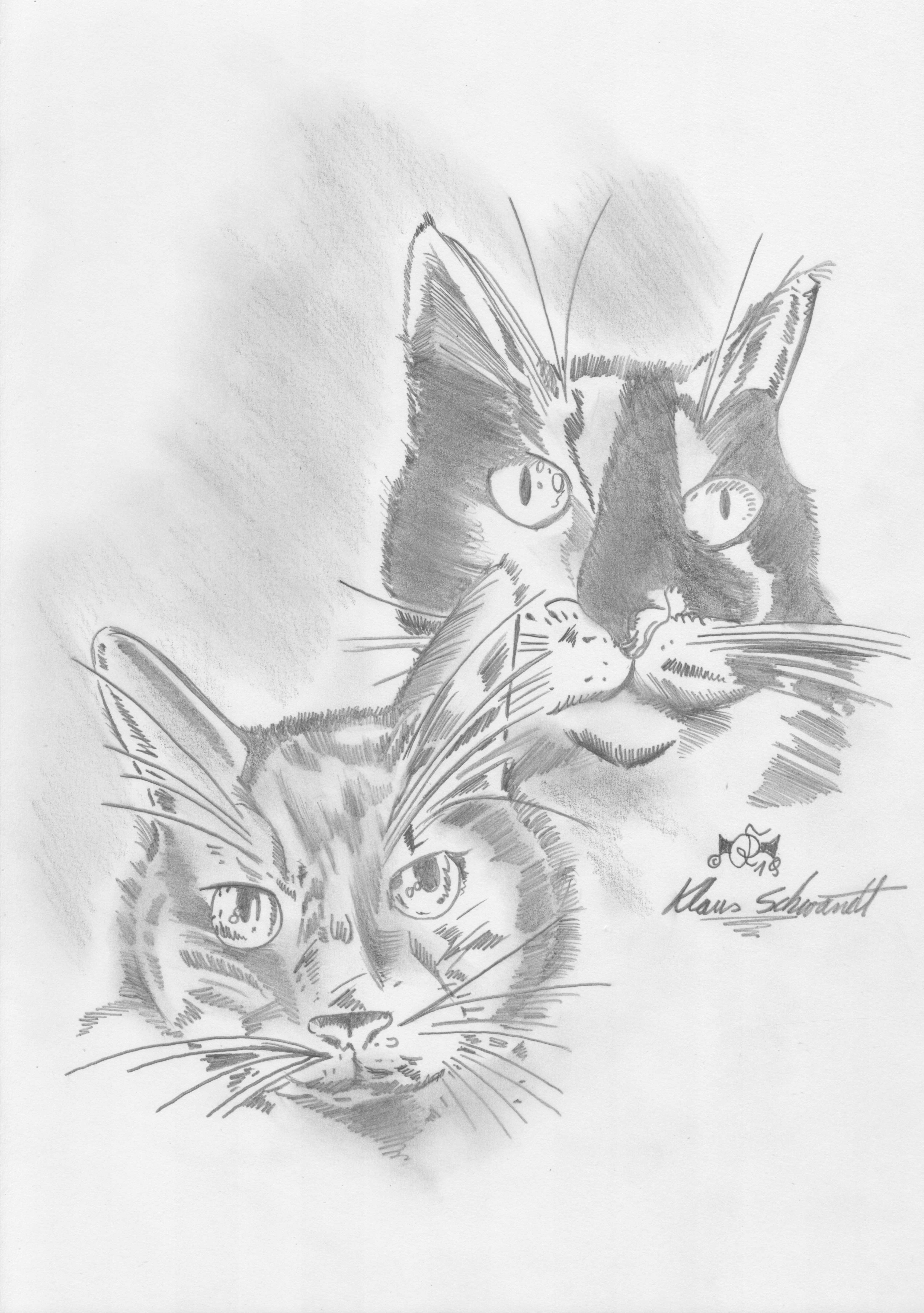 Katzen_4_grau
